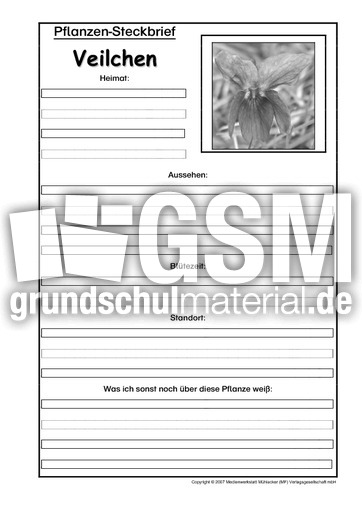 Pflanzensteckbrief-Veilchen-SW.pdf